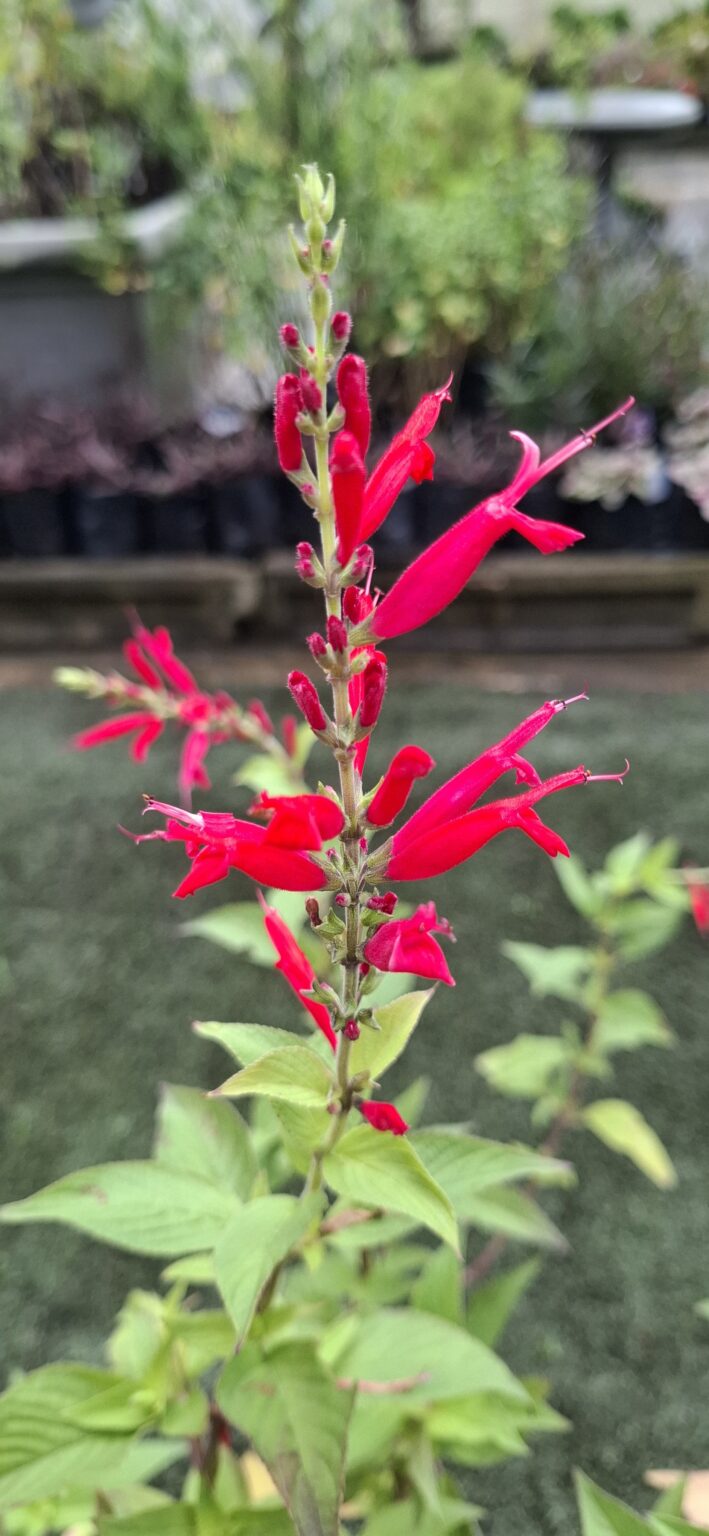 1000523300-scaled.jpg Salvia Elegans 'Pineapple Sage'