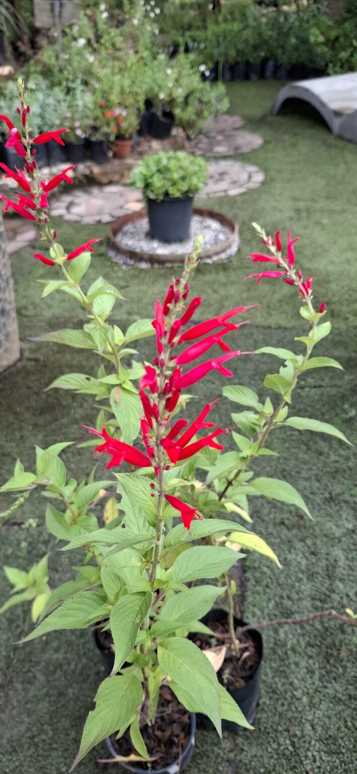 1000523301-scaled.jpg Salvia Elegans 'Pineapple Sage'