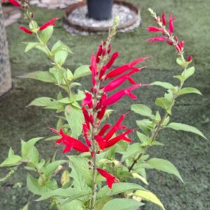 1000523301-scaled.jpg Salvia Elegans 'Pineapple Sage'