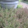 1000523302-scaled.jpg Salvia Sinaloensis "Sinaloa Blue Salvia" groundcover
