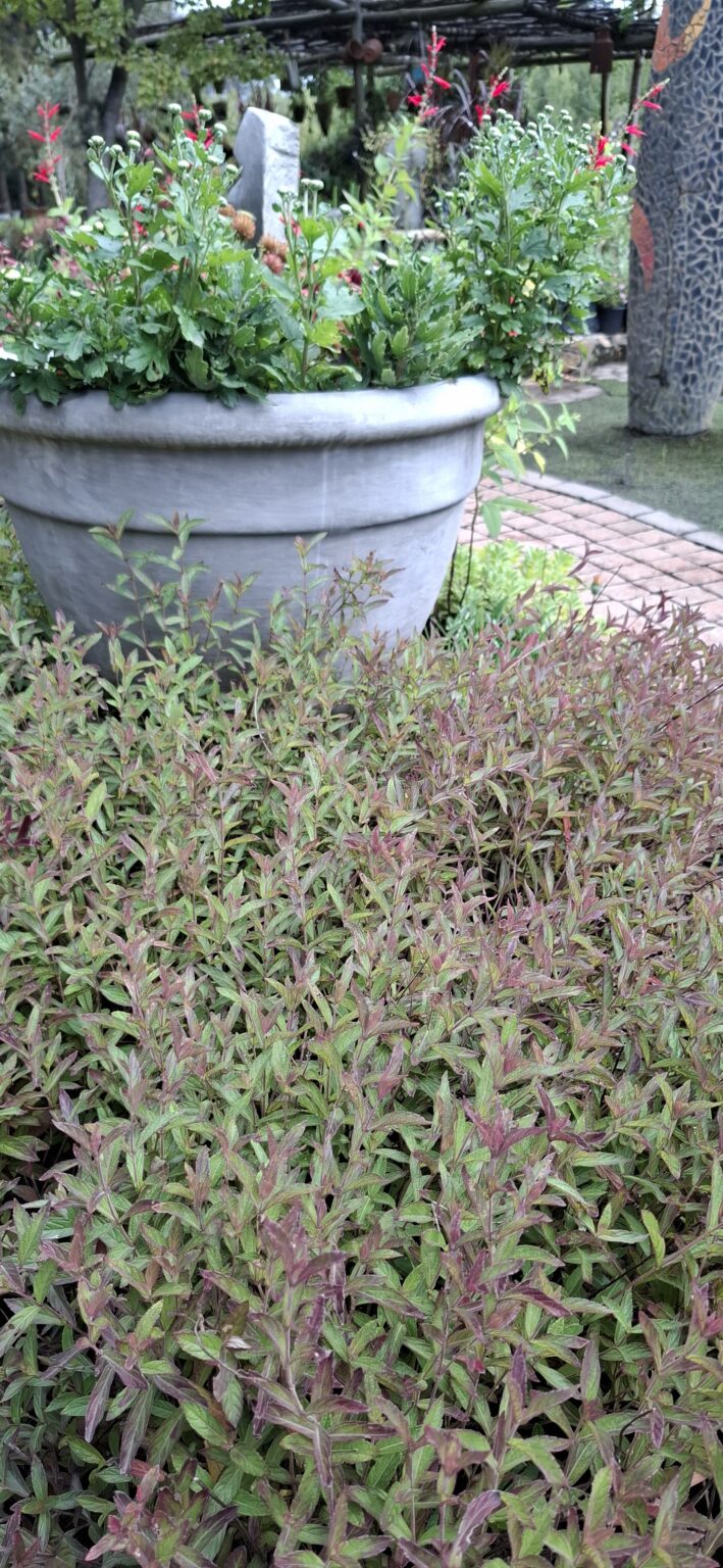 1000523302-scaled.jpg Salvia Sinaloensis "Sinaloa Blue Salvia" groundcover