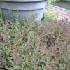 1000523302-scaled.jpg Salvia Sinaloensis "Sinaloa Blue Salvia" groundcover