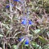 1000523317-scaled.jpg Salvia Sinaloensis "Sinaloa Blue Salvia" groundcover