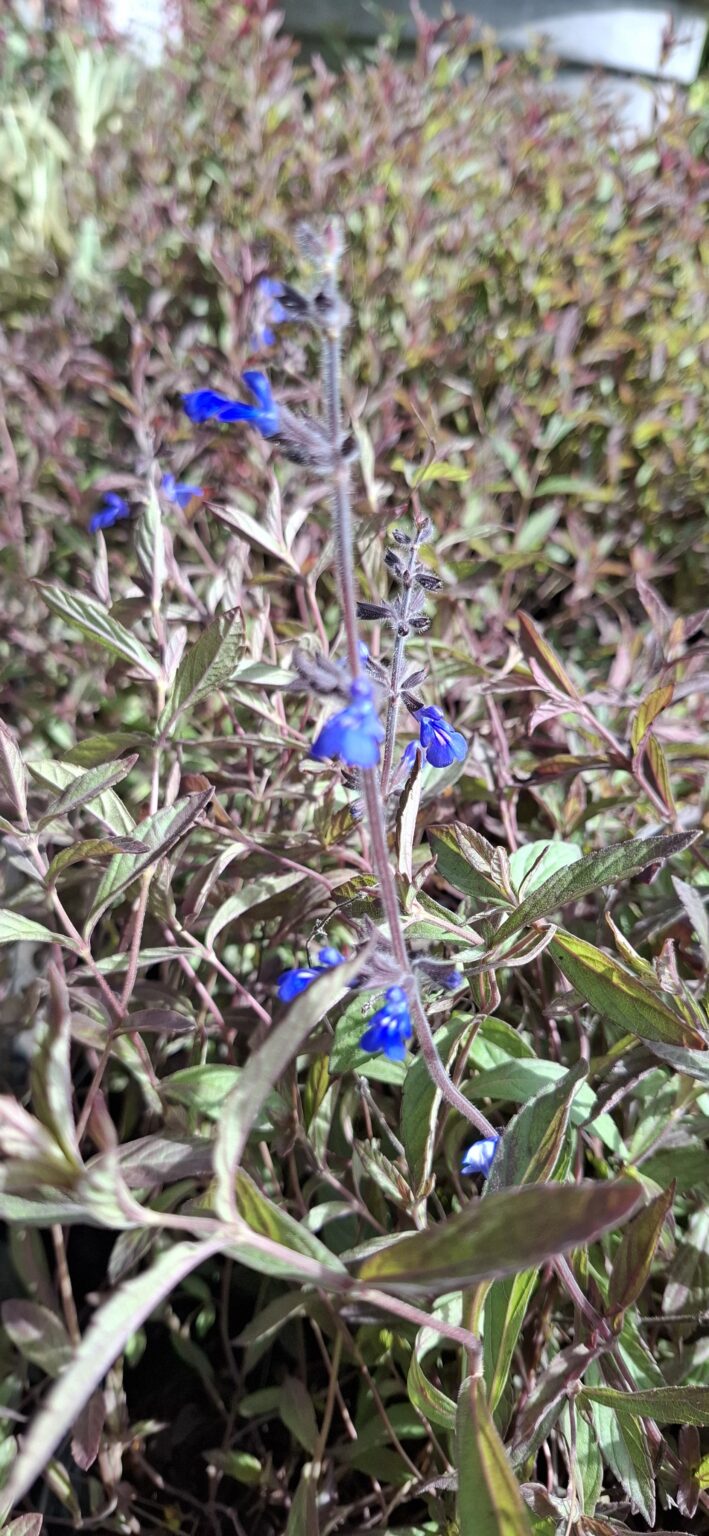 1000523317-scaled.jpg Salvia Sinaloensis "Sinaloa Blue Salvia" groundcover