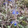1000523317-scaled.jpg Salvia Sinaloensis "Sinaloa Blue Salvia" groundcover