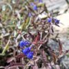 1000523318-scaled.jpg Salvia Sinaloensis "Sinaloa Blue Salvia" groundcover