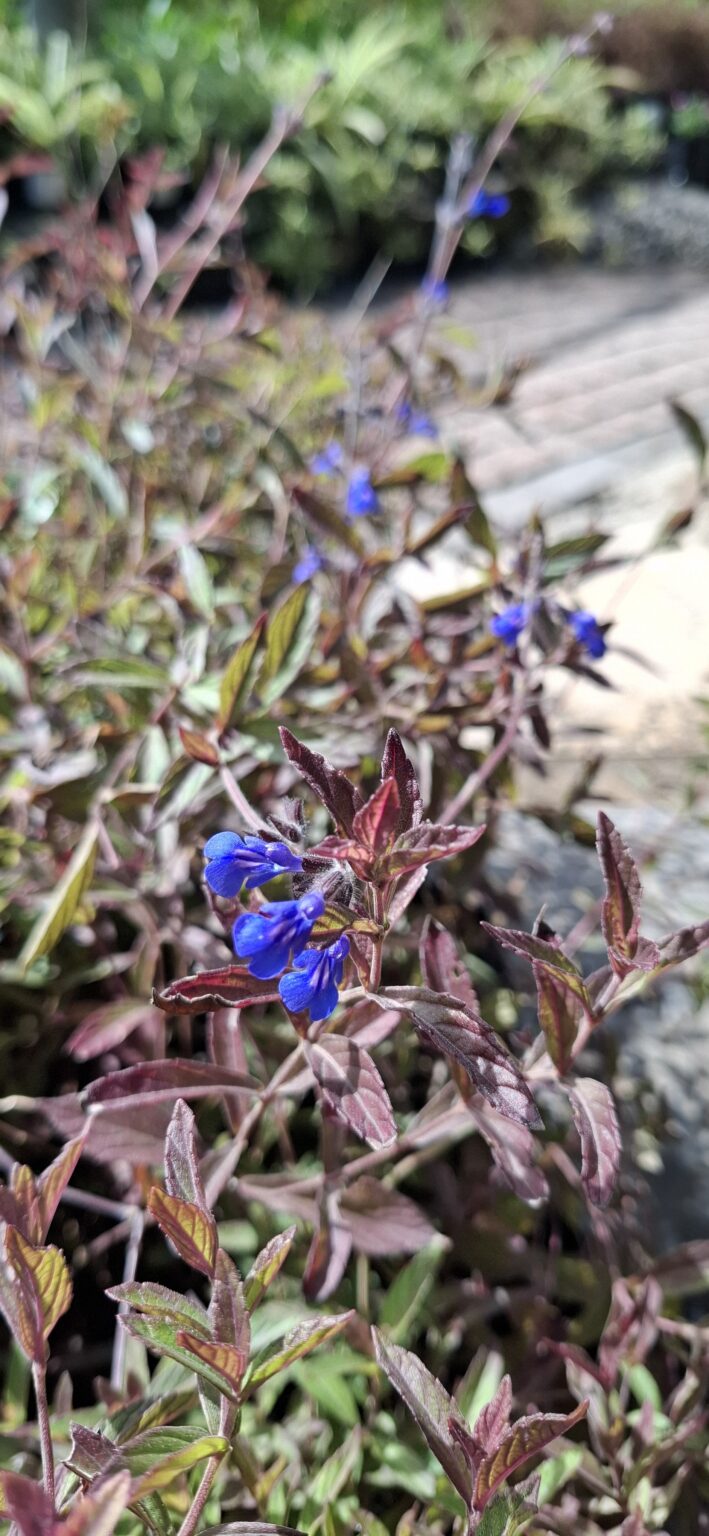 1000523318-scaled.jpg Salvia Sinaloensis "Sinaloa Blue Salvia" groundcover