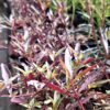 1000523320-scaled.jpg Alternanthera
Sessilis Red