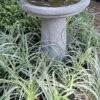 Carex Oshimensis 'Feather Falls'