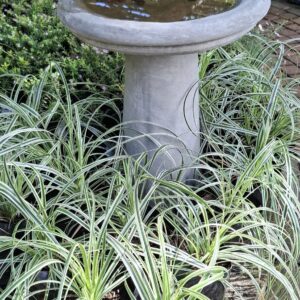 1000523332-scaled.jpg Carex Oshimensis 'Feather Falls'