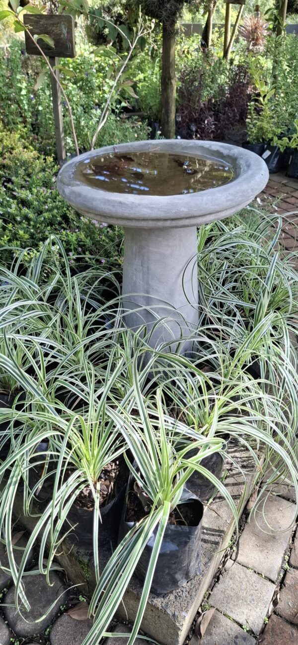 Carex Oshimensis 'Feather Falls'