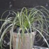 Carex Oshimensis 'Feather Falls'