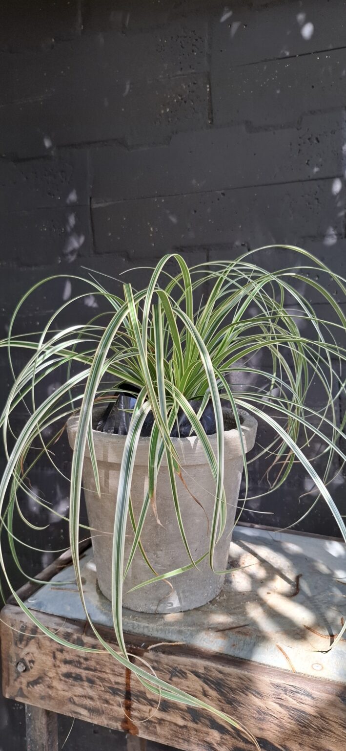 Carex Oshimensis 'Feather Falls'