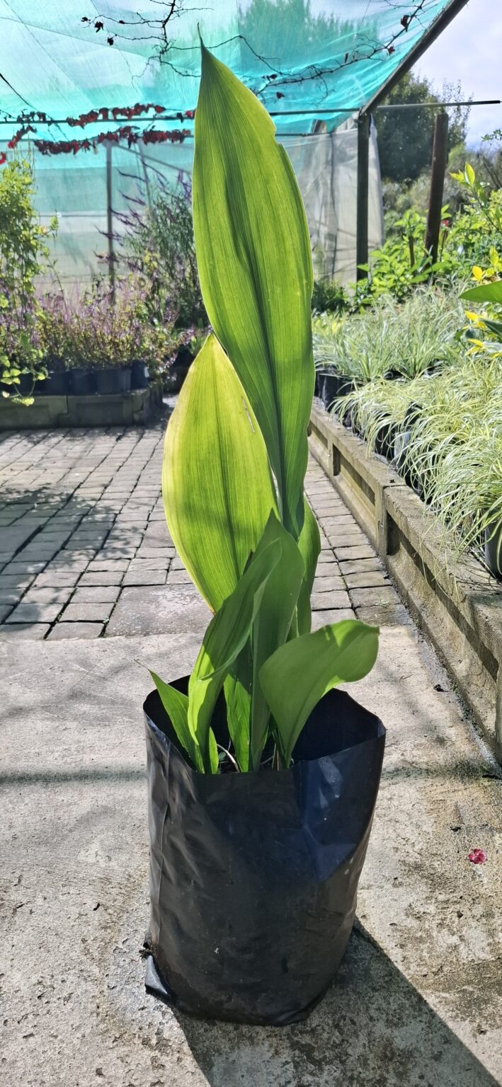 1000523352-scaled.jpg Aspidistra "Cast Iron Plant"