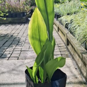 1000523352-scaled.jpg Aspidistra "Cast Iron Plant"