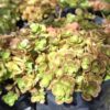 Sedum 'Coral Reef'