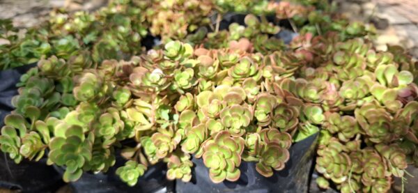 1000523373-scaled.jpg Sedum 'Coral Reef'