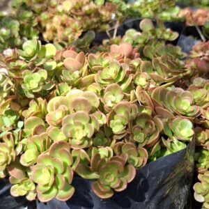 1000523375-scaled.jpg Sedum 'Coral Reef'