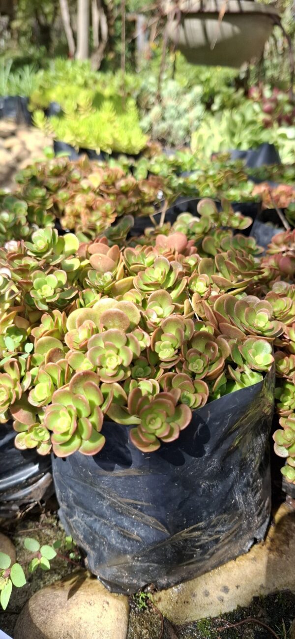1000523375-scaled.jpg Sedum 'Coral Reef'