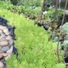 1000523379-scaled.jpg Carpet Sedum