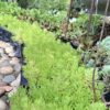 Carpet Sedum