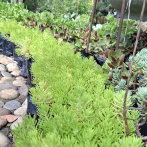 1000523379-scaled.jpg Carpet Sedum