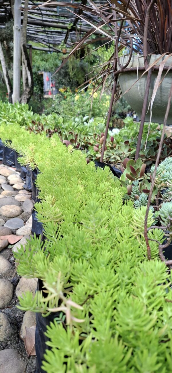 Carpet Sedum