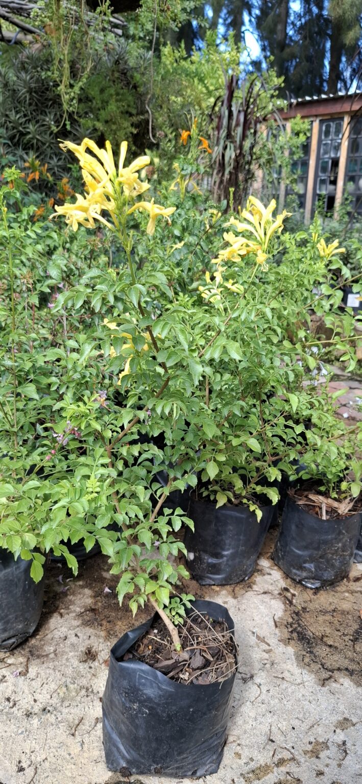 Tecoma 'Cape Honey Suckle' Yellow