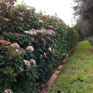 1000523986.jpg Viburnum Tinus Lucidum 10L