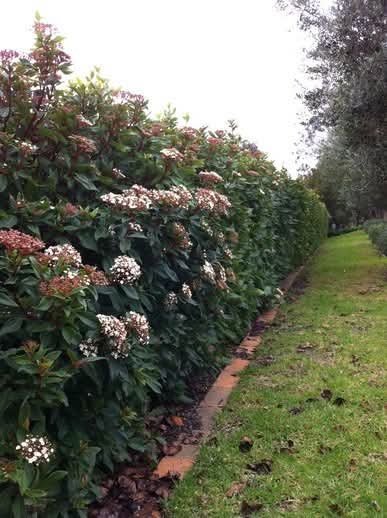 1000523986.jpg Viburnum Tinus Lucidum 10L