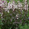 1000524037.jpg Penstemon digitalis 'HUSKER RED'
