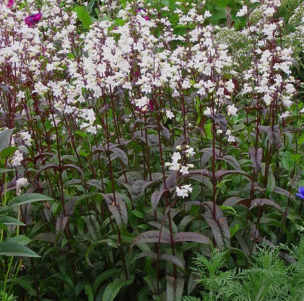 1000524037.jpg Penstemon digitalis 'HUSKER RED'