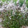 1000524038.jpg Penstemon digitalis 'HUSKER RED'