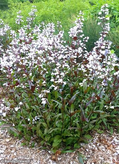 1000524038.jpg Penstemon digitalis 'HUSKER RED'