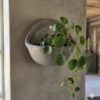 1000524116.jpg Studio Wall Planter