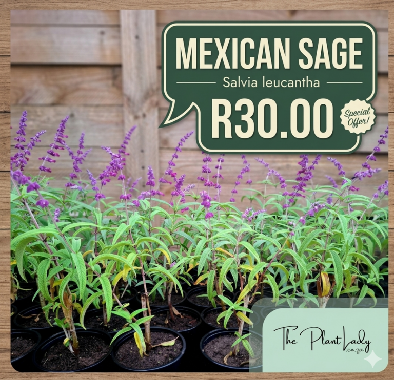 1000524358.png Mexican Sage Purple Special