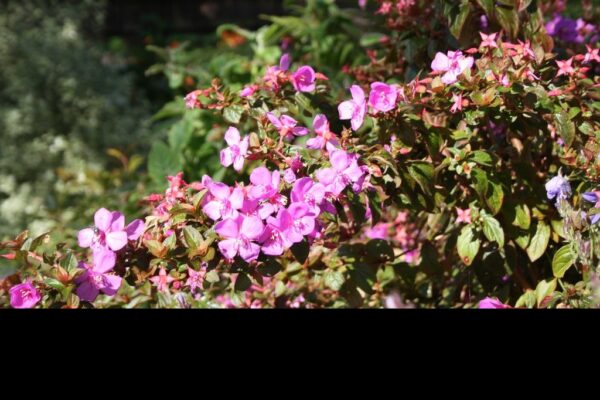 Centradenia Grandiflora