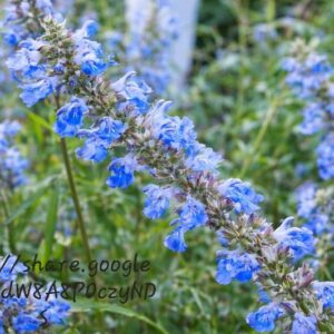 1000524661.jpg Salvia Uliginosa