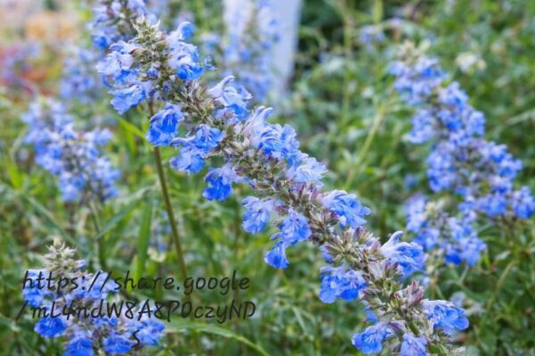 1000524661.jpg Salvia Uliginosa