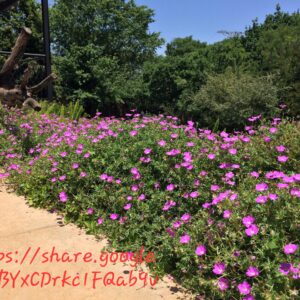 1000524681.jpg Geranium Incanum
