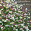 1000524689.jpg Erigeron Karvinskianus