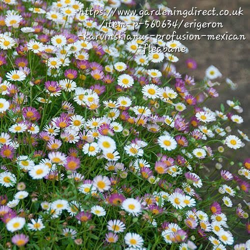 1000524689.jpg Erigeron Karvinskianus
