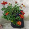 Bidens Ferulifolia Blazing Ring Of Fire
