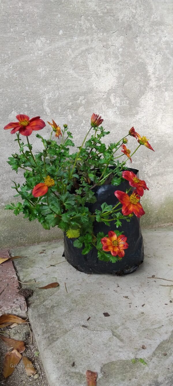 Bidens Ferulifolia Blazing Ring Of Fire