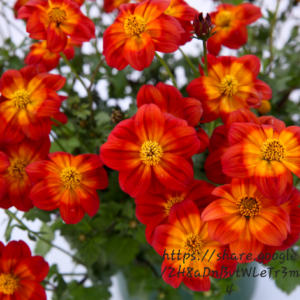 1000524993.png Bidens Ferulifolia Blazing Ring Of Fire