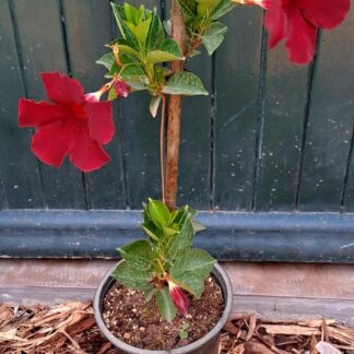 DIPLADENIA DIAMANTINA Dipladenia - Opale Grenat 17cm