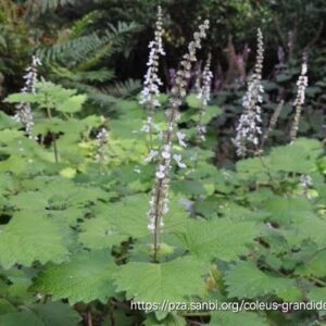 1000525024.jpg Plectranthus Grandidentatis