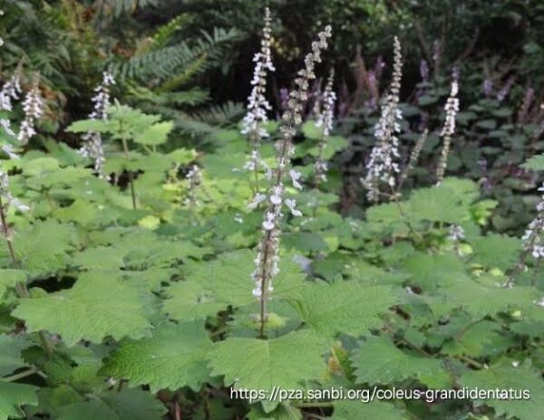 1000525024.jpg Plectranthus Grandidentatis
