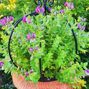1000527349.jpg Polygala Fruticosa 10kg