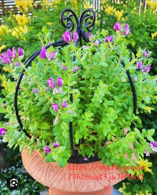 1000527349.jpg Polygala Fruticosa 10kg